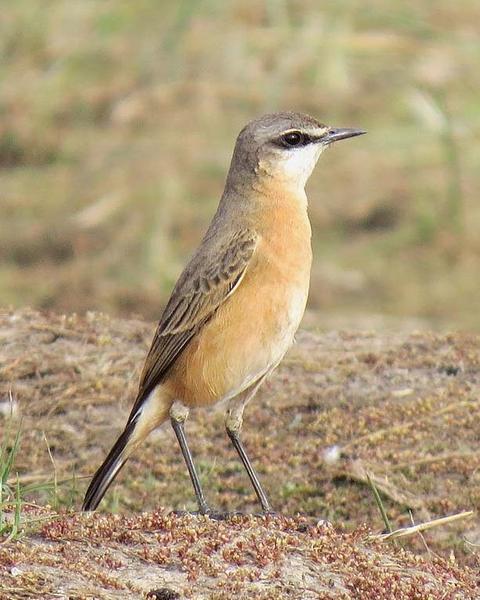 Red-breasted Wheatear