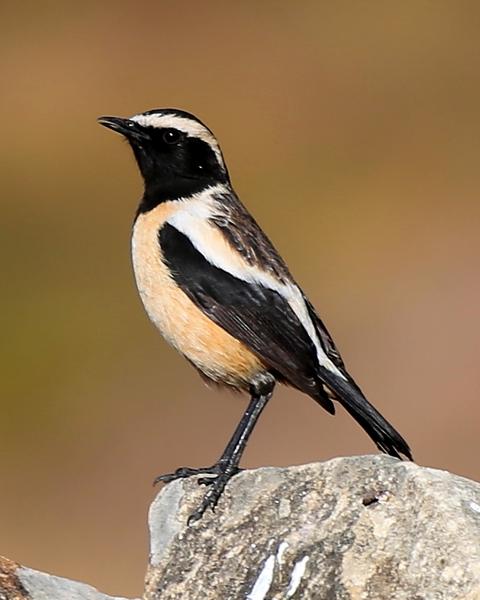 Buff-streaked Chat