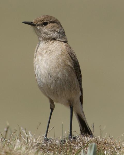 Sickle-winged Chat