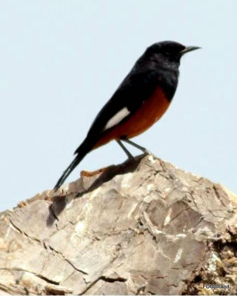White-winged Cliff-Chat