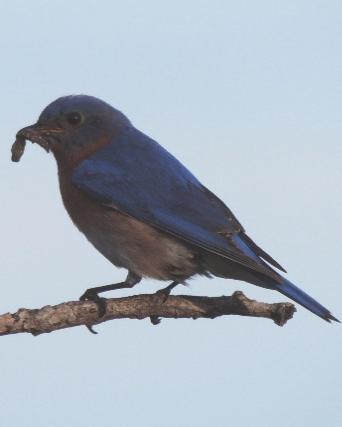 Eastern Bluebird (Eastern)