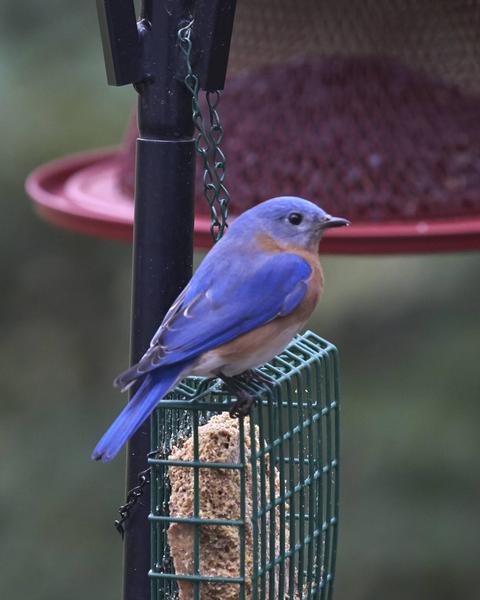Eastern Bluebird (Eastern)
