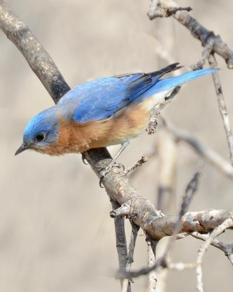 Eastern Bluebird (Mexican)