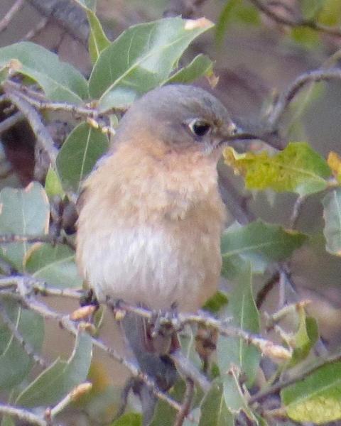 Eastern Bluebird (Mexican)