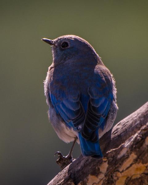 bluebird sp.