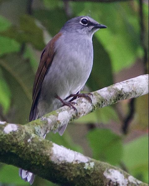Brown-backed Solitaire