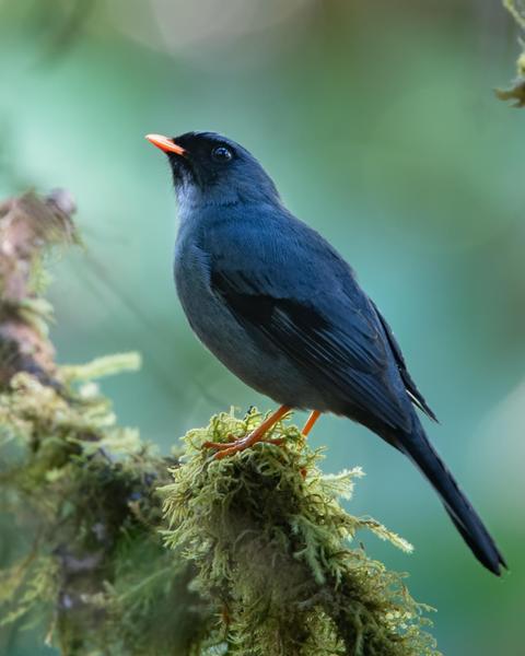 Black-faced Solitaire