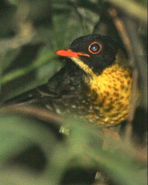 Spotted Nightingale-Thrush