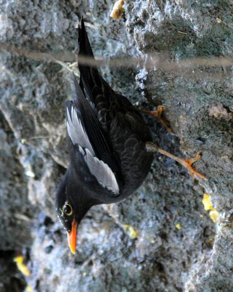 Gray-winged Blackbird