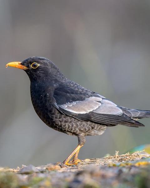 Gray-winged Blackbird