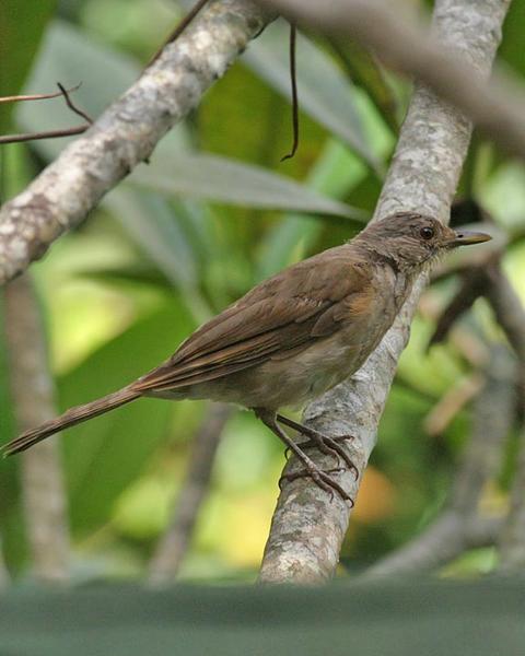 Pale-breasted Thrush