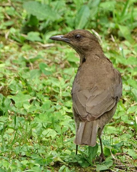 Black-billed Thrush