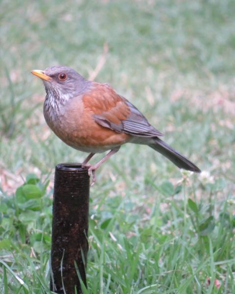 Rufous-backed Robin