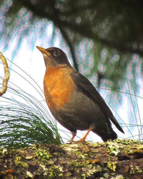 Rufous-collared Robin