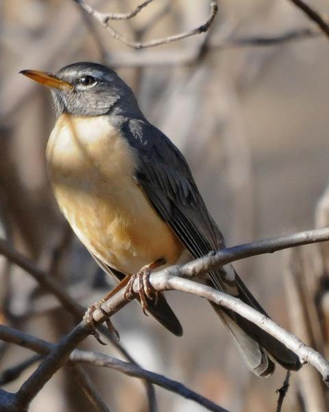 American Robin (San Lucas)