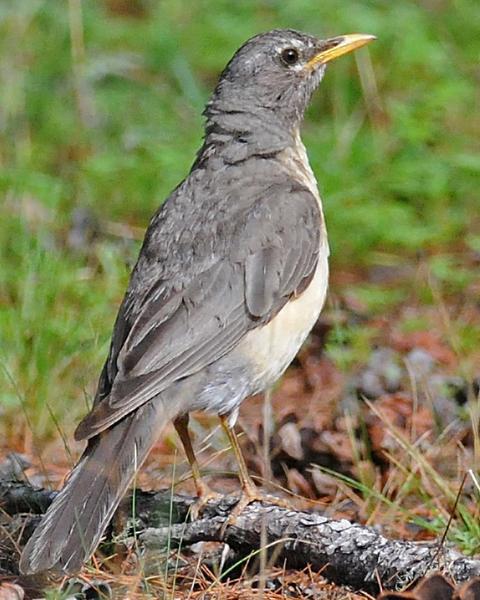 American Robin (San Lucas)