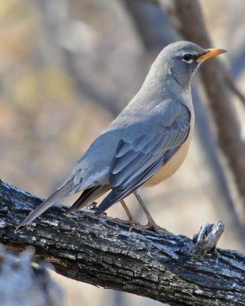 American Robin (San Lucas)