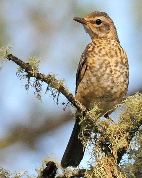 American Robin (San Lucas)