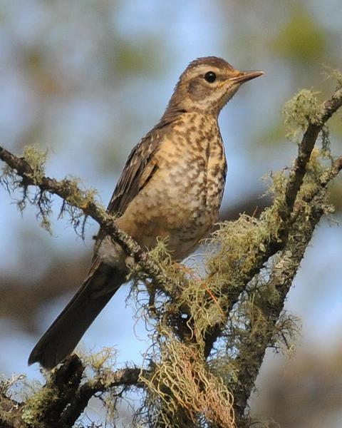 American Robin (San Lucas)