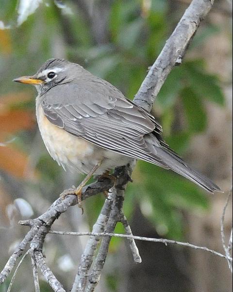 American Robin (San Lucas)