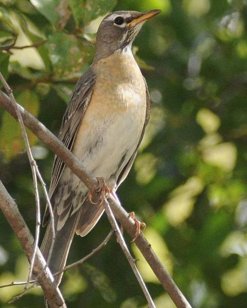 American Robin (San Lucas)