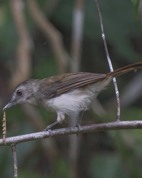 Sooty-capped Babbler