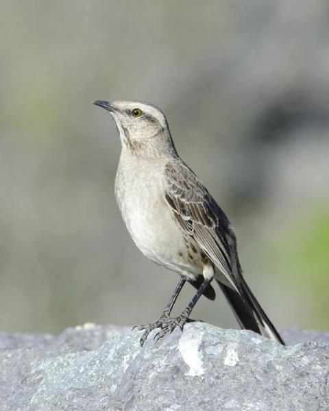 Chilean Mockingbird