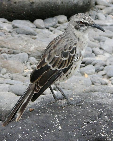 San Cristobal Mockingbird