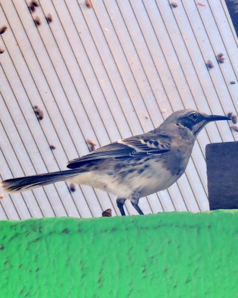 San Cristobal Mockingbird