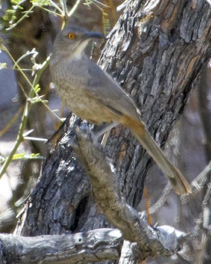 Curve-billed Thrasher (palmeri Group)