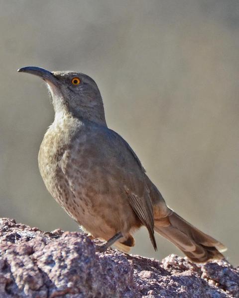 Curve-billed Thrasher (palmeri Group)