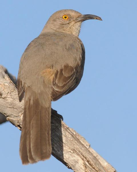 Curve-billed Thrasher (palmeri Group)