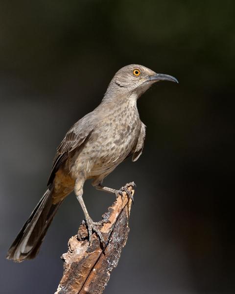 Curve-billed Thrasher (palmeri Group)