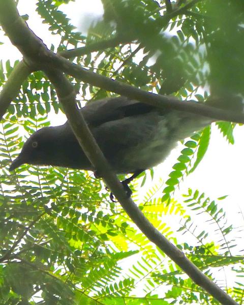 Rarotonga Starling