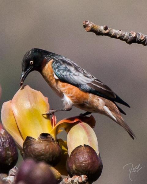 Spot-winged Starling
