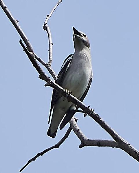 Daurian Starling