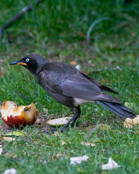 African Pied Starling