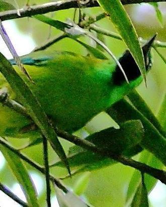 Bornean Leafbird