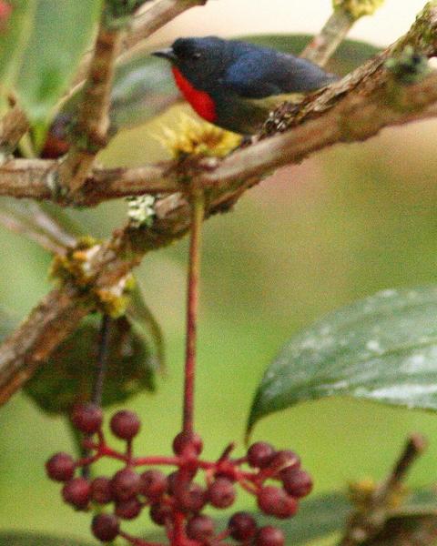 Black-sided Flowerpecker
