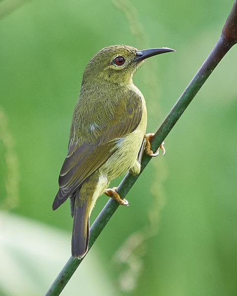Brown-throated/Gray-throated Sunbird