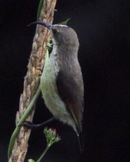 Amethyst Sunbird