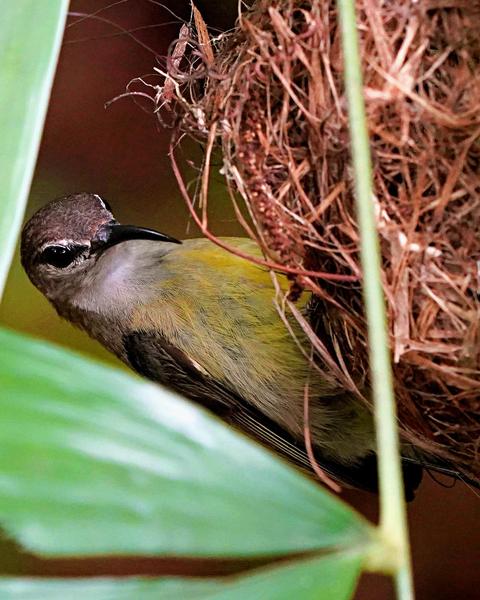 Copper-throated Sunbird