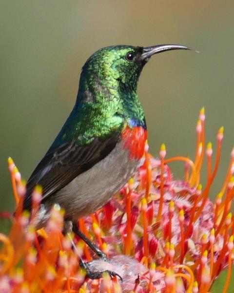 Southern Double-collared Sunbird