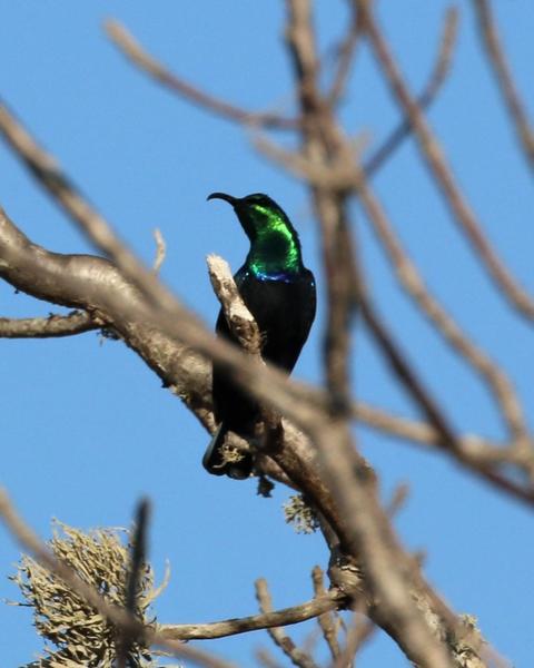 Madagascar Sunbird