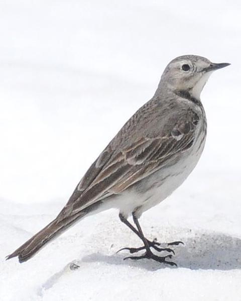 American Pipit (rubescens Group)