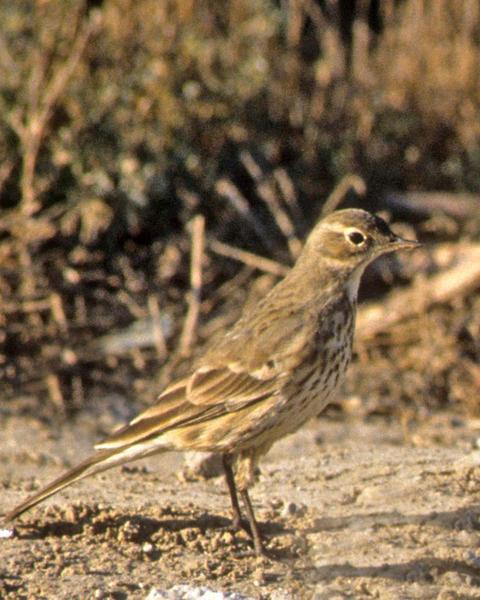 American Pipit (rubescens Group)