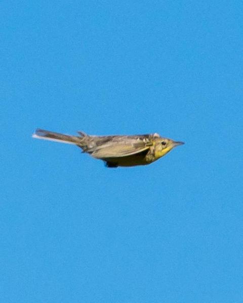 Yellow-breasted Pipit
