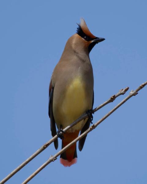 Japanese Waxwing