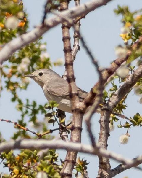 Lucy's Warbler