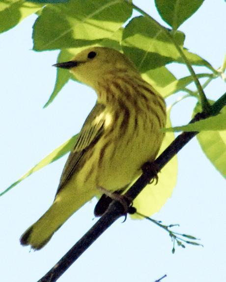 Yellow Warbler